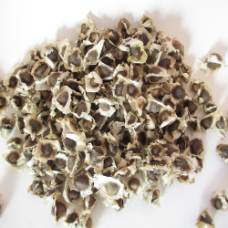 HP-Zaden-moringa-product-small (148K)